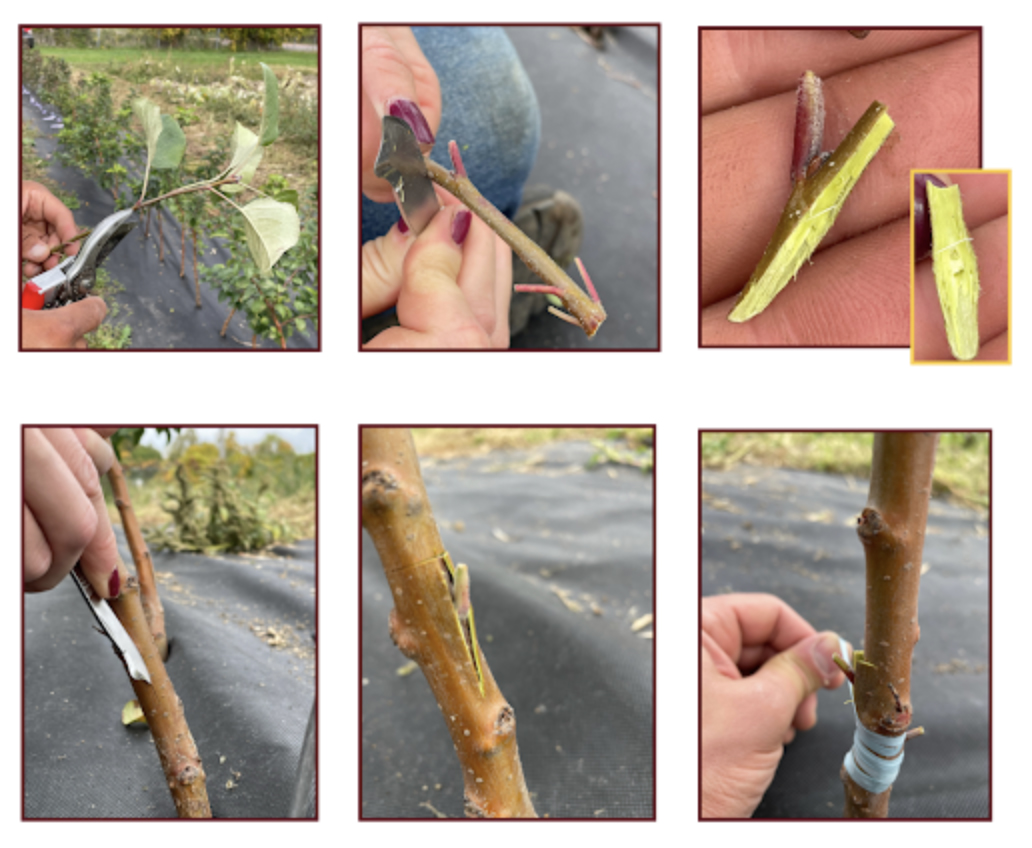 Six photos showing the grafting process from start to finish, a branch with leaves, without leaves, a single bud removed, cutting into the rootstock, the bud slid into the cut, and after.