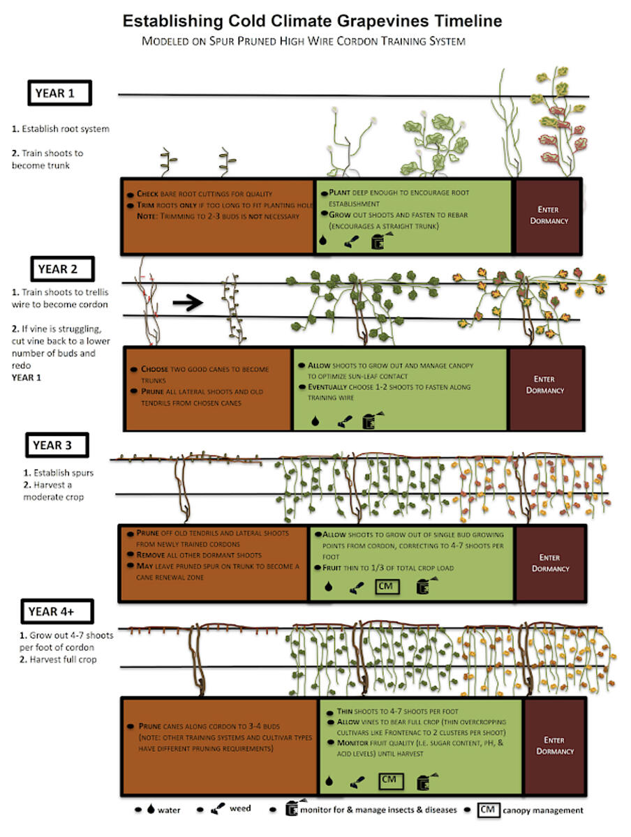 A small image of an infographic showing grapevine training for the first four years, available in a larger size on article linked in this section.