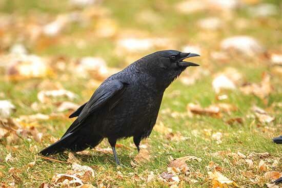 The American Crow is one of the few birds that is entirely black. Not only are all its feathers black, but so are its legs, feet, bill and eyes. Under direct sunlight, their black feathers look iridescent and give off colors of blue and green. (Photo by Stan Tekiela)