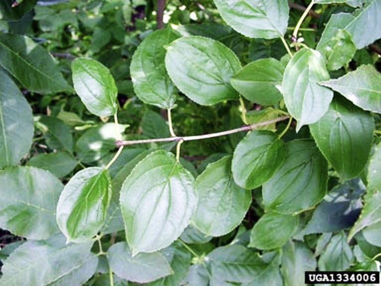 Leaves of buckthorn. Photo: Chris Evans, forestryimages.org