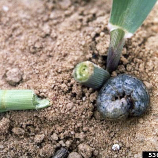 As transplants get established and seeds emerge from the soil, young vegetable plants may meet one of the season’s earliest emerging pests: cutworms.