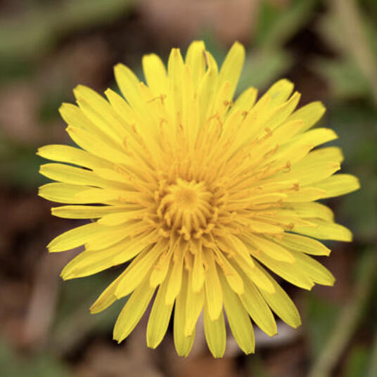 Whether for survival or fun, foraging can be a great way to supplement your diet with plants that are not only delicious but can also be healthy.