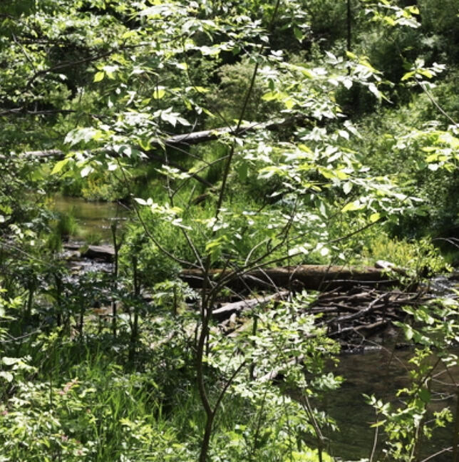Find climate-resilient, native trees and plants recommended for the Northern Superior Uplands.