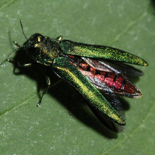Emerald ash borer has been confirmed in Cass County. Landowners need to be aware of the threat EAB poses not only on their land but to many thousands of acres of nearby ash forests.