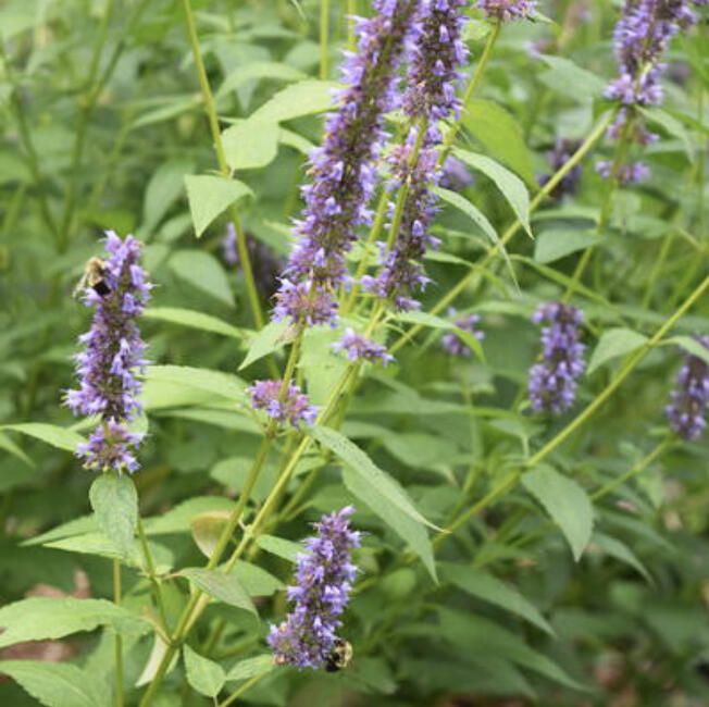 Jennifer Knutson shares thoughts on edible landscapes, pollinators and volunteering as a Master Gardener.