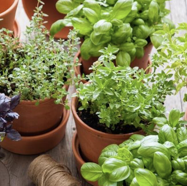 Growing herbs like basil, chives, dill, parsley and cilantro helps add flavor to your cooking without adding salt.