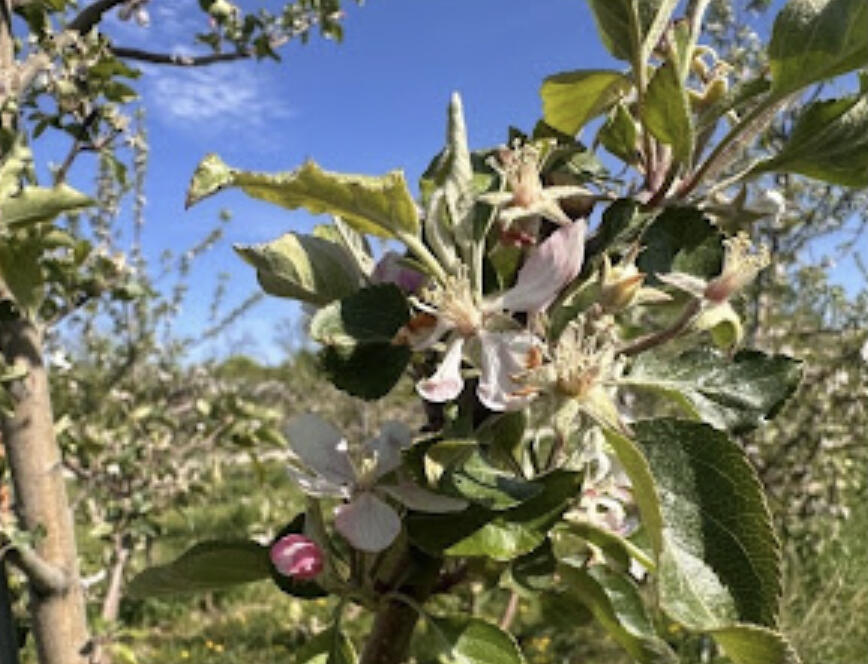 Apples, Grapes, Berries, and UMN Extension Fruit Crop Reporting Tool