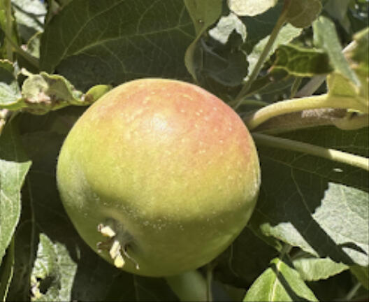 Apples, Grapes, June-bearing Strawberries, and Honeyberries