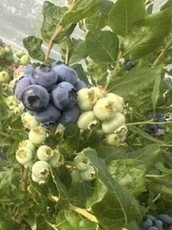 Blueberries, Grapes, Pears and Black Currants