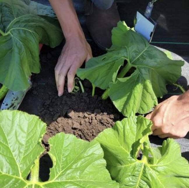 Noah burying a pumpkin vine.