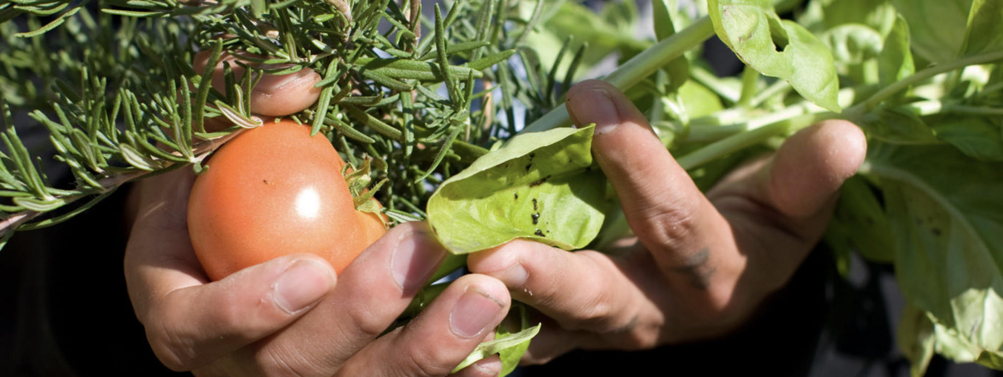Properly harvest and store your home garden vegetables.