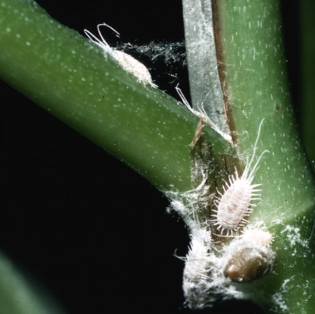 Inspecting and cleaning plants before bringing them back inside can reduce the chances of pests like mealybugs from taking up winter residence in your house.