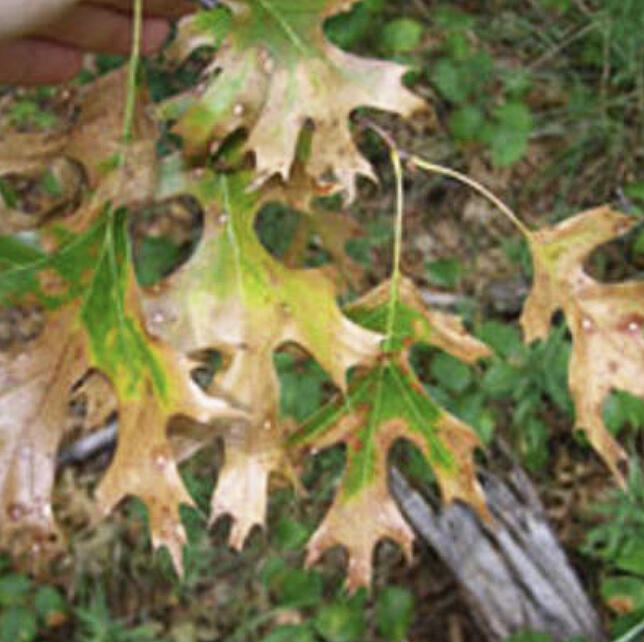 Learn about the science behind the high-risk season for oak wilt, one of Minnesota's most dangerous diseases of oak trees.