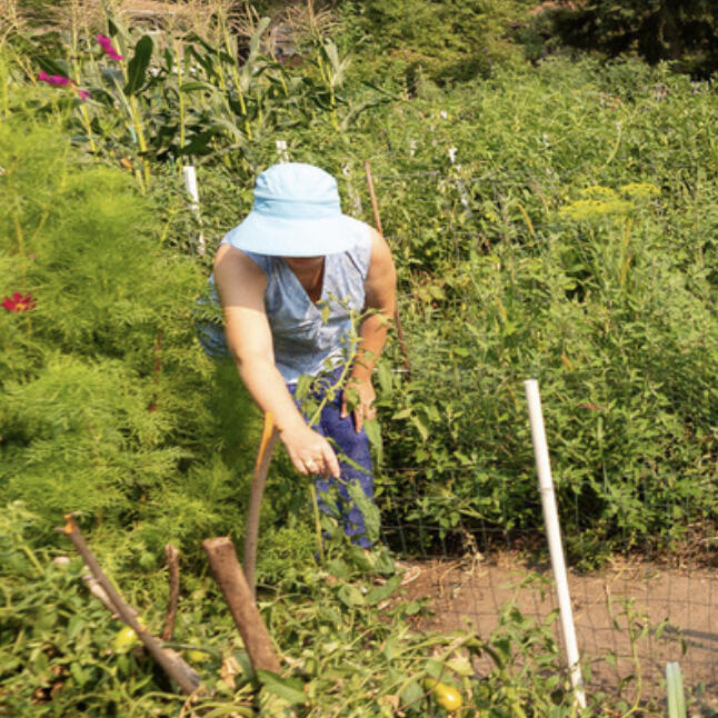 A good fall cleanup reduces weeds and disease, minimizes plant insect pests, prevents rodent infestation, and eases the workload for next year’s spring planting.