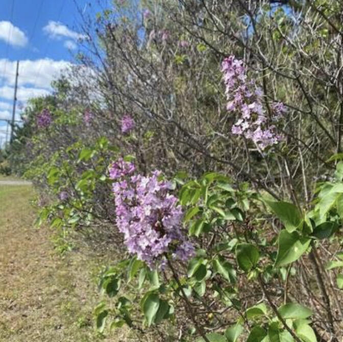 Why were spring-blooming plants flowering in September?