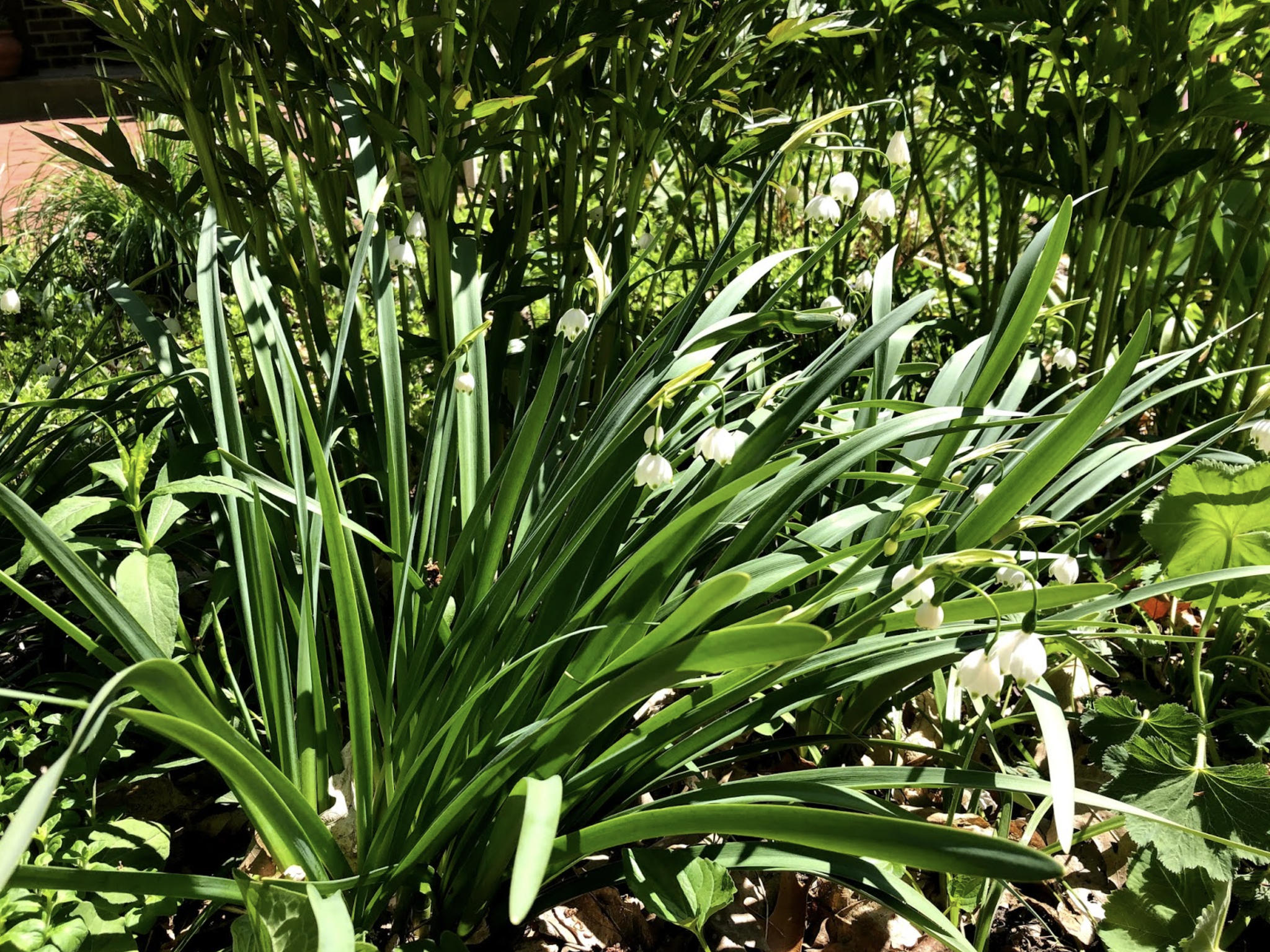 Summer Snowflake in my yard. Photo: Mary H. Meyer, UMN Extension Professor