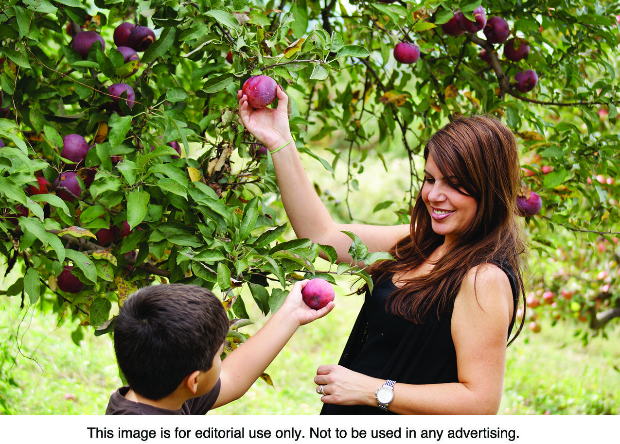 Individuals interested in apple picking this fall can take heed of these tips to ensure their trip is fun, safe and successful.