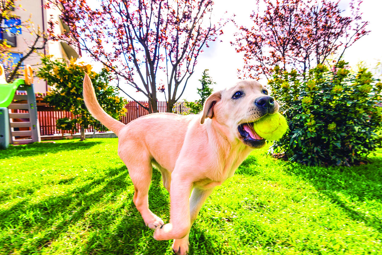 There are various threats to pet health in a yard.
