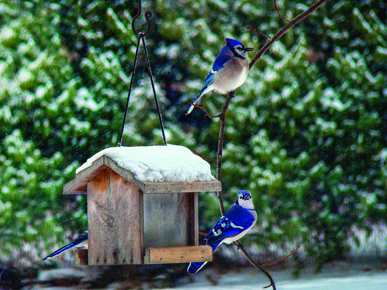 Here are some factors to consider when setting out food for birds.