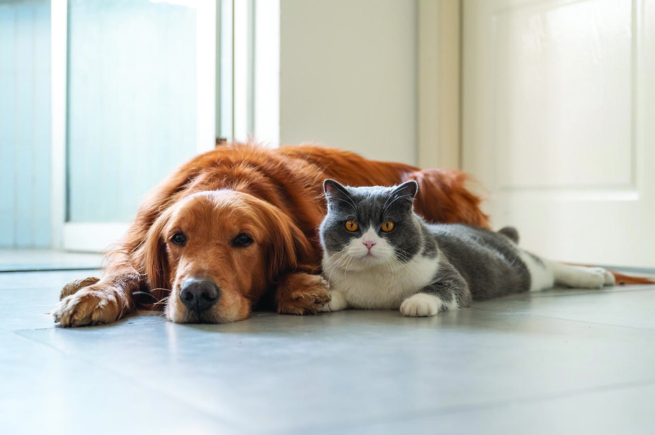 Specific schedules will vary based on the type of pet and the advice of a vet, but there are standard protocols recommended by most professionals.