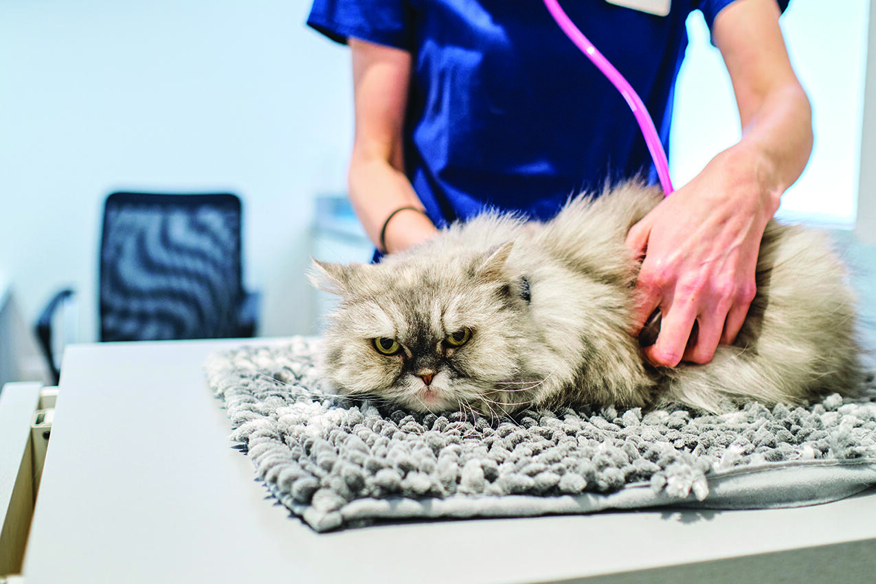 According to Veg ER for Pets, the following steps should be followed during a pet emergency.