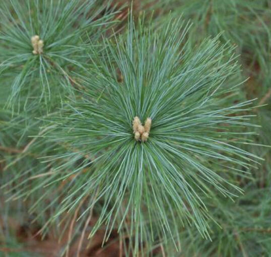 Find climate-resilient, native trees and plants recommended for the Northern Superior Uplands.