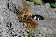Cicada Killer