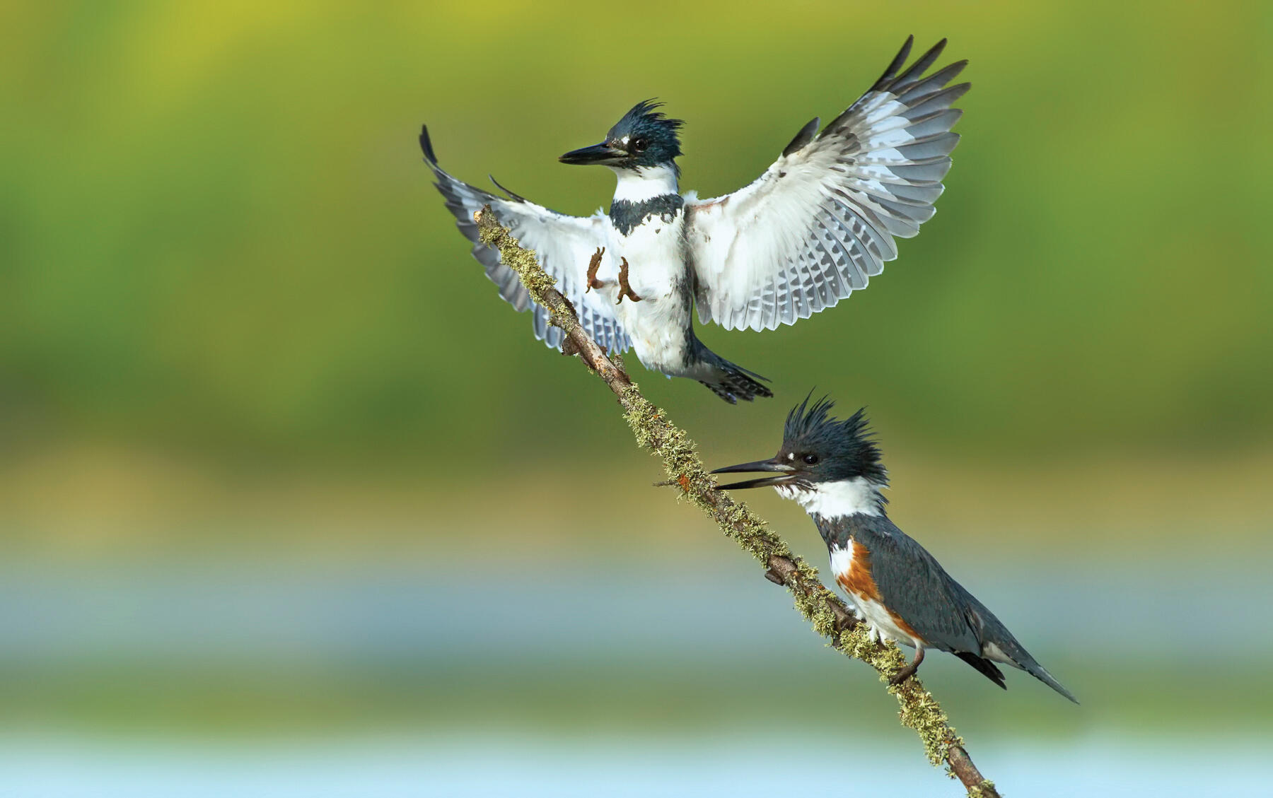 A pair of Belted Kingfishers perch on a small branch over a lake where they watched the water for their lunch of small fish. The Kingfisher is one of the few birds that will completely submerge underwater when hunting for fish. (Photo by Stan Tekiela)