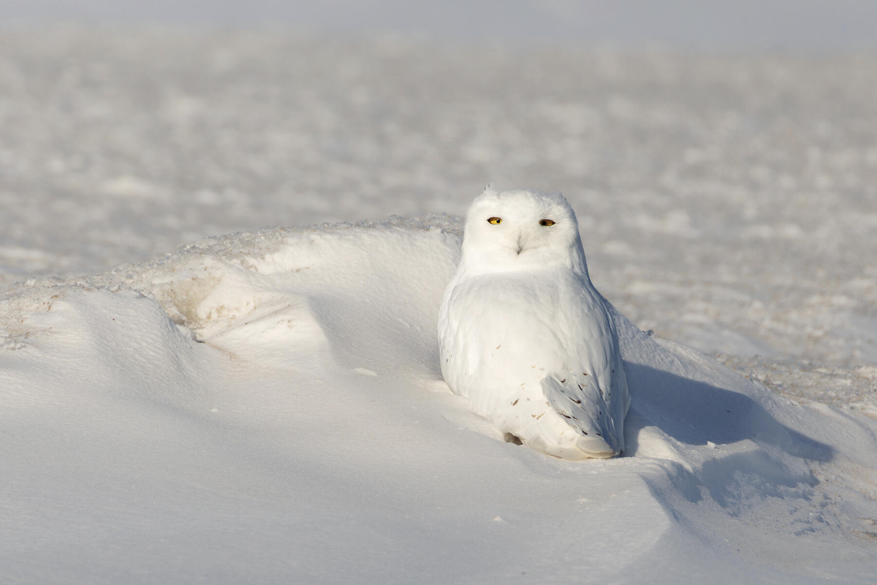As a pile of snow swiveled, a head and a pair of squinty yellow eyes appeared. Low and behold, it was an adult male Snowy Owl trying to take shelter behind a large pile of snow. The sighting made the long day of bird counting worth the effort. (Photo by Stan Tekiela)