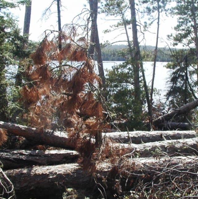 The recent storm that tore through Bemidji and surrounding areas left behind a trail of destruction. This guide provides practical steps for assessing and managing storm-damaged woodlands, helping landowners make informed decisions during recovery.