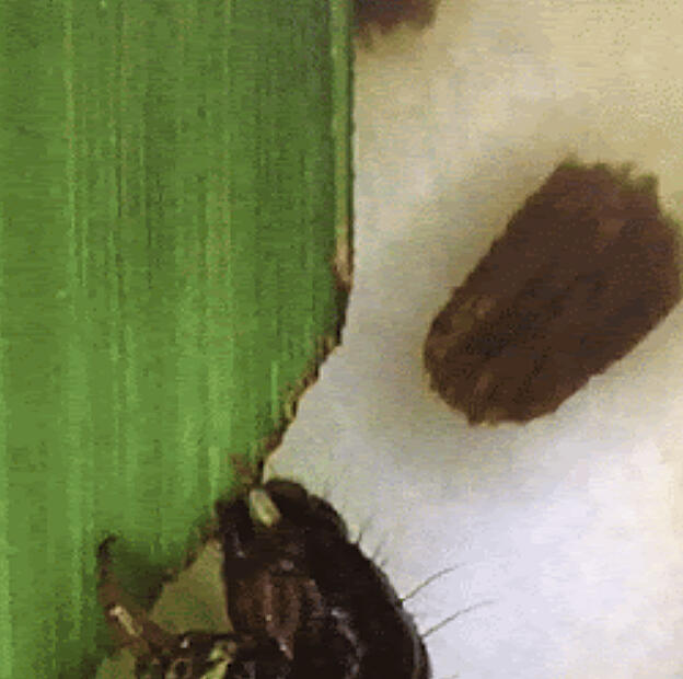 Reports are coming in from across the Midwest and now Minnesota that the region has received a late season influx of Fall Armyworm.