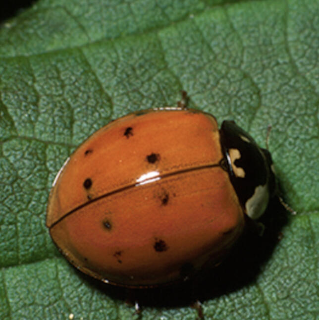 Asian lady beetles are drawn to soybean fields, where they feast on aphids throughout the growing season. But once the crops are harvested and temperatures begin to drop, the beetles start looking for a warm place to spend the winter.