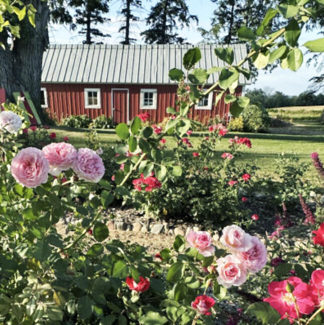 In fall, the goal is to help roses harden off, stay healthy, and head into winter strong enough to bloom again in spring.