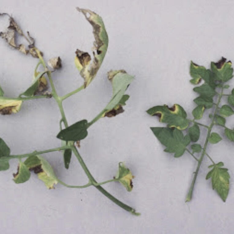 Read on for tips for ID, management advice, and a chance to inform future research.