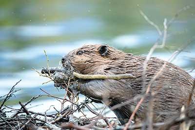 Beavers eat the green leaves and the soft bark from smaller branches. The left-over woody branches are used in the construction of the dam. (Photos by Stan Tekiela)