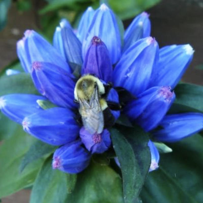 Bee favorite: Blue gentian