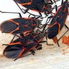 As the weather begins to cool, several insects begin searching for a place to overwinter.