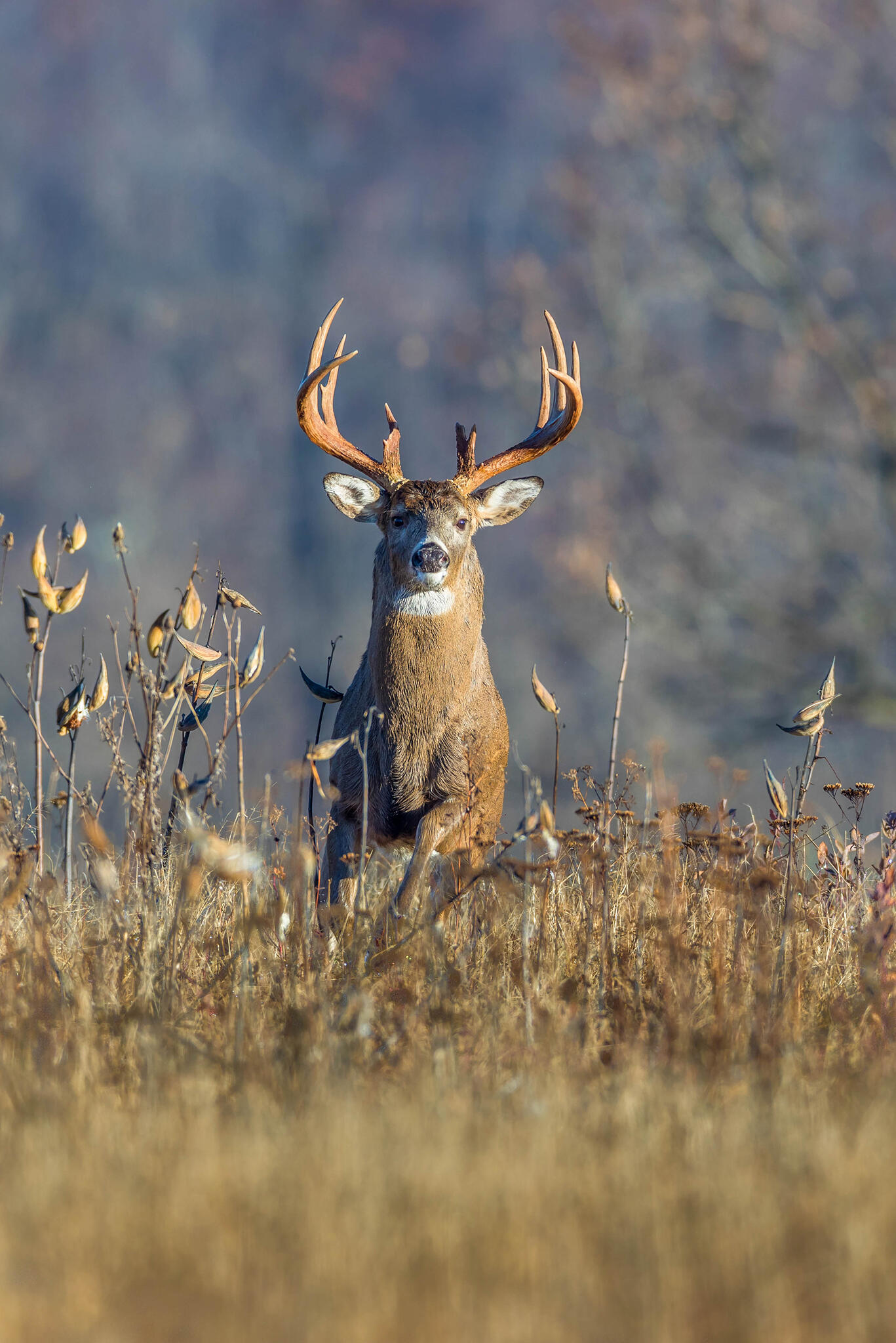 Even though it seems counterintuitive to wear "blaze orange" in the fields or woods for fear that animals may spot you, hunters need not worry so much.