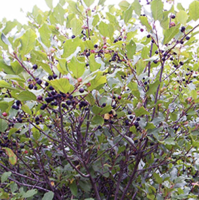 Understanding the basics of buckthorn biology can help you to control its spread, leading to a healthier woodland or crop field.