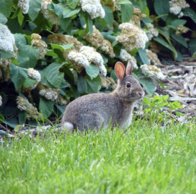 Wildlife is part of gardening life, and so is the ritual of trying to outsmart them. Some tactics work. Some don’t.