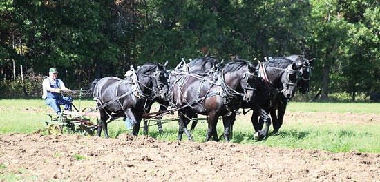 Ken keeps the traditions of old alive by plowing a field with a team of six powerful draft horses. (Photo submitted by Joleen Olson)