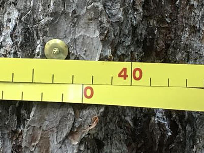 Read more about which tree and woodland sequestered the most carbon in 2021.