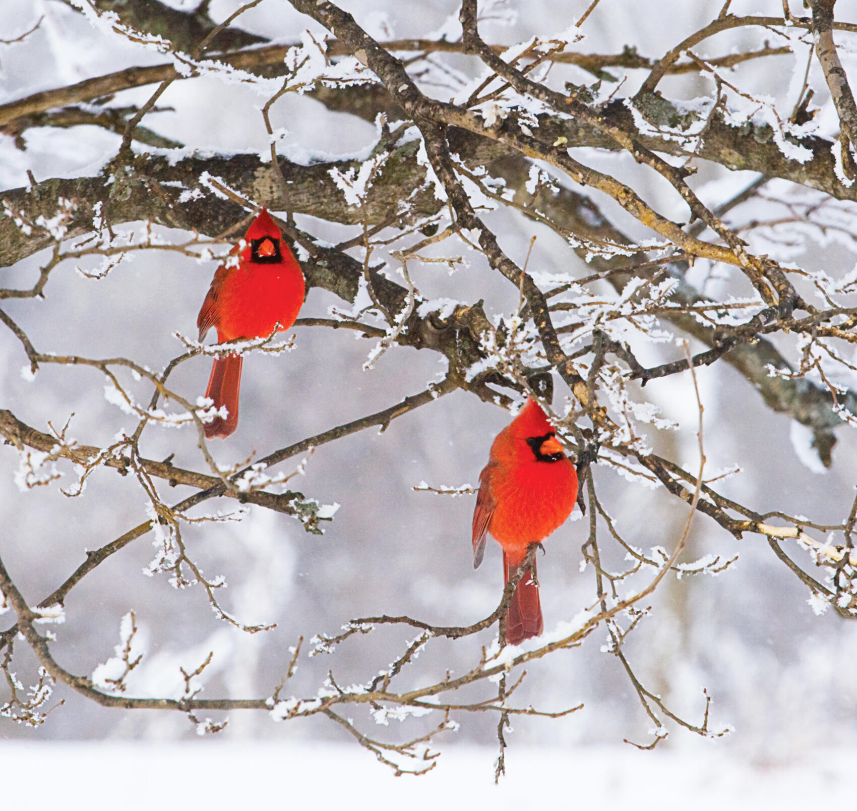 Feed your backyard cardinals this winter.