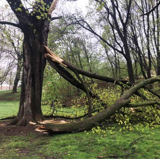 When the sky finally clears after a severe storm, you may find twisted trunks, torn branches, and trees split in half. Before grabbing a saw, it’s worth knowing what storm-damaged trees can recover from, and what they cannot.