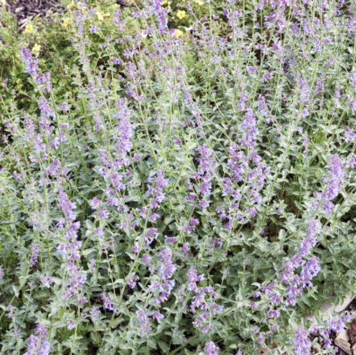 Catmints are an attractive addition to landscapes and attract pollinators. While catnip can be a weedy challenge for gardeners. Cats like them both.