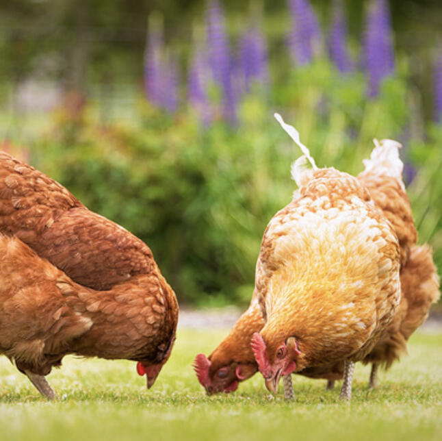 The Minnesota Board of Animal Health has confirmed highly pathogenic avian influenza (HPAI) in Meeker County as of October 11, 2023.