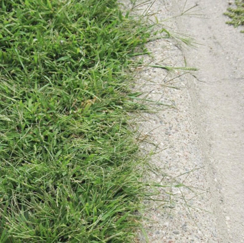 Now is the time to apply pre-emergent herbicides to lawns in the 7-county Twin Cities metro area. This optimum application window could end around April 10.