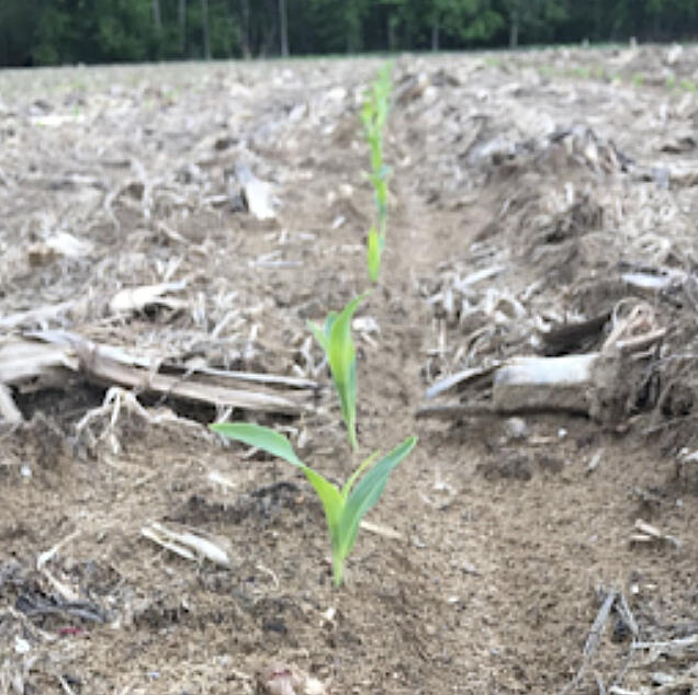 Choosing varieties & when to plant Consistent sweet corn emergence is more likely when seeds are planted when the soil is warm enough.