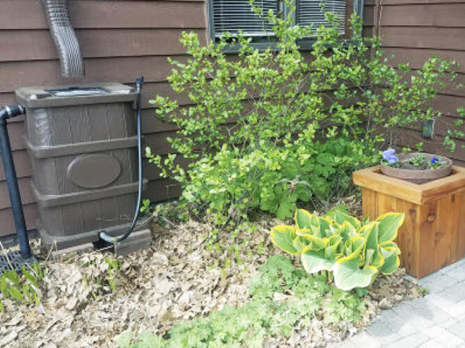Basic practices like watering in the morning and using mulches to keep the soil moist are very important during drought. Find out how to prioritize what to water, and how to re-use water safely to keep landscapes healthy during extreme drought conditions.