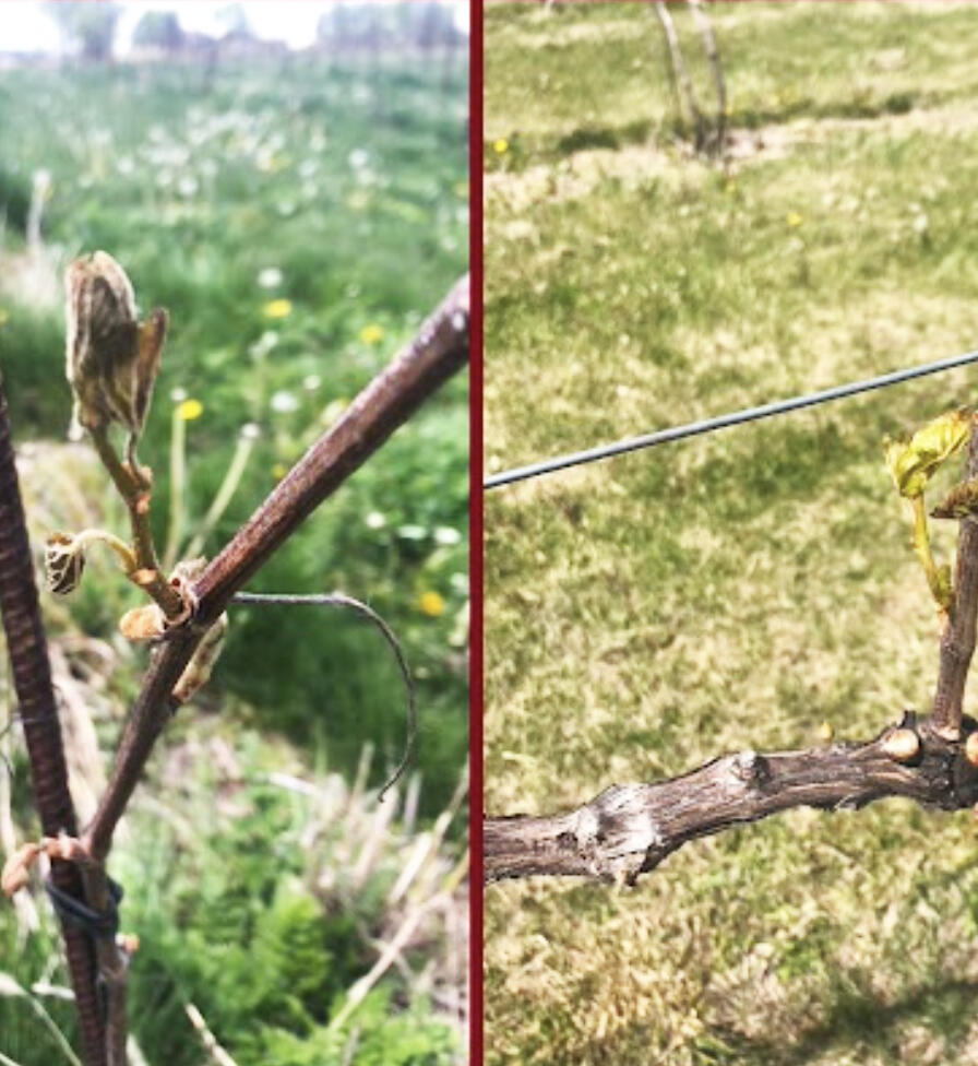 Cold stress and frost damage have the potential to impact perennial fruit crops during different times of the year, and springtime in the Upper Midwest is no exception.